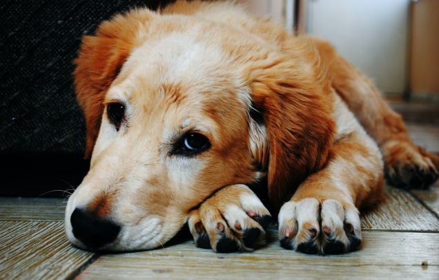 National Rescue Dog Day 2022