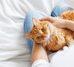 Everything You Need To Know About International Cat Day