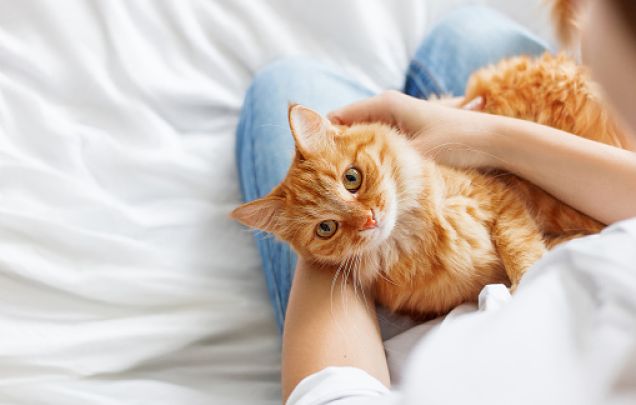 Everything You Need To Know About International Cat Day