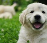 International Dog Day: 7 Ways to Celebrate