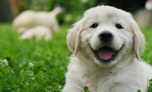 International Dog Day: 7 Ways to Celebrate