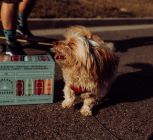 5 Best Wayfair's Top-Rated Products for Spoiled Fur Babies