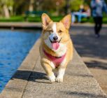 The Top Pet Products From Wayfair For Your Furry Pal