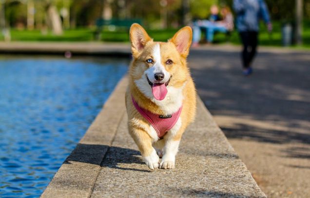 The Top Pet Products From Wayfair For Your Furry Pal